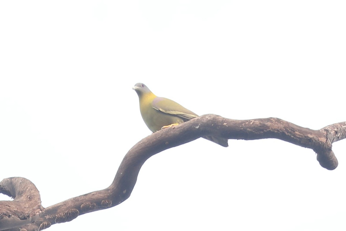 Sarı Ayaklı Yeşil Güvercin - ML650295679