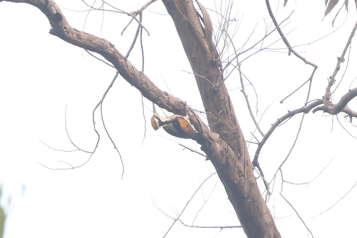 Sarı Kanatlı Ağaçkakan - ML650295711