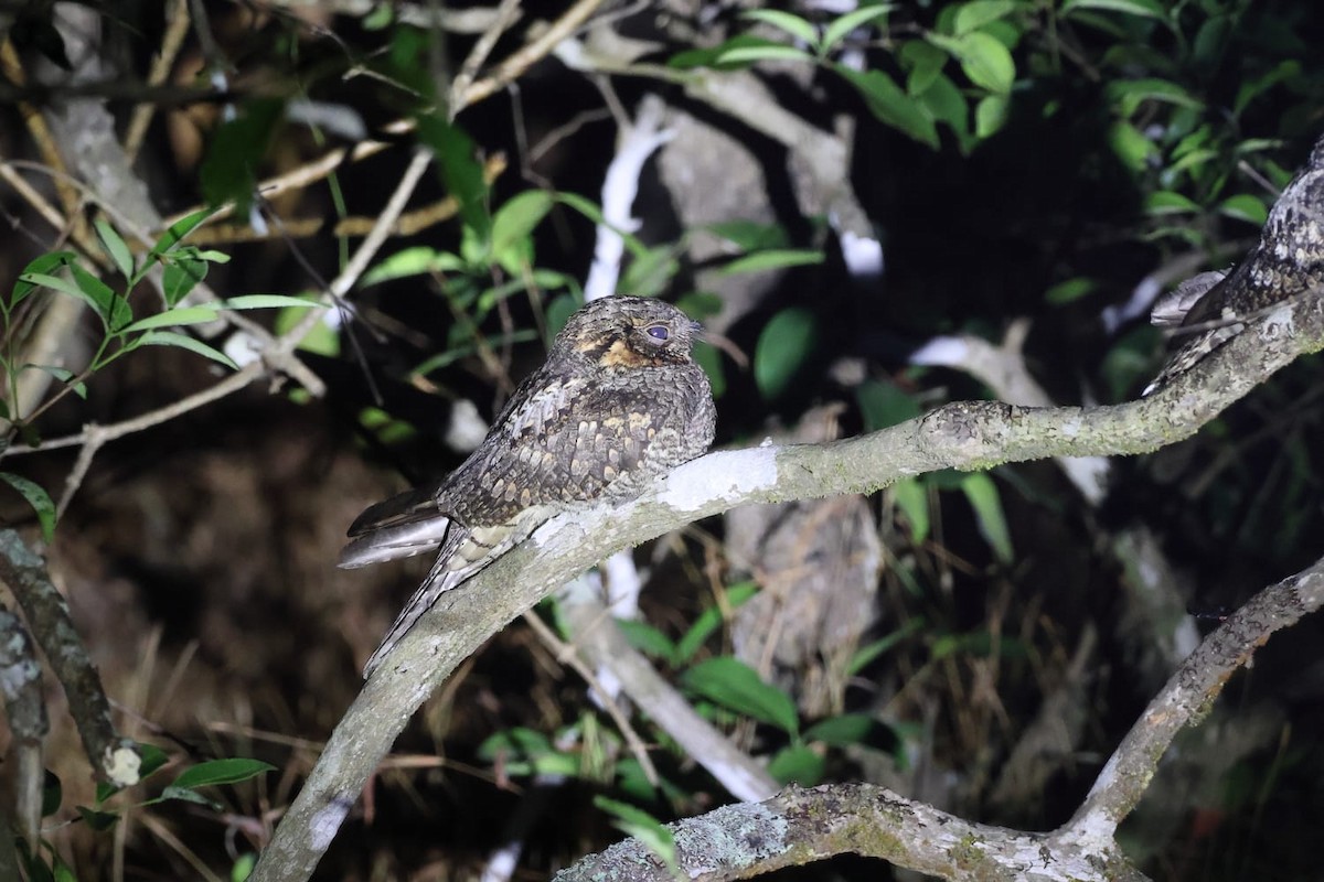 Doğu Çobanaldatanı - ML650295783