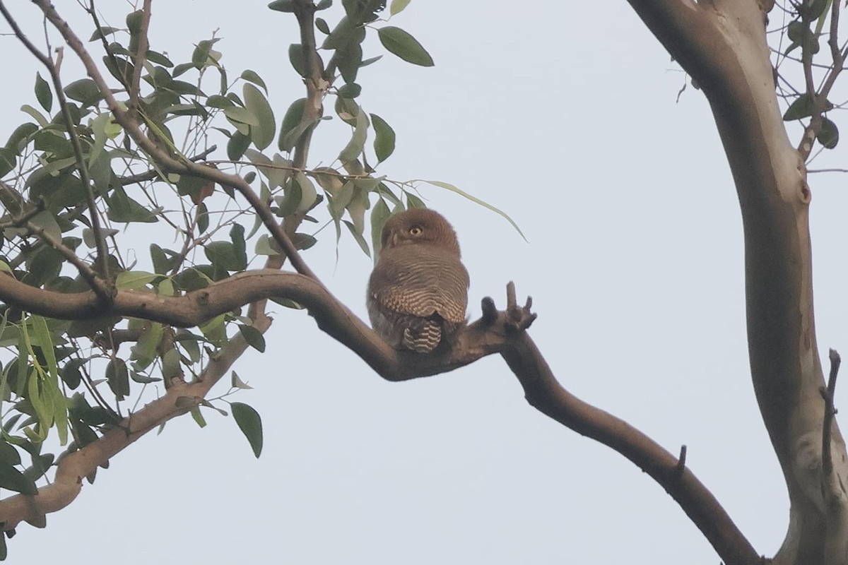 Hint Yazılı Serçe Baykuşu - ML650295830