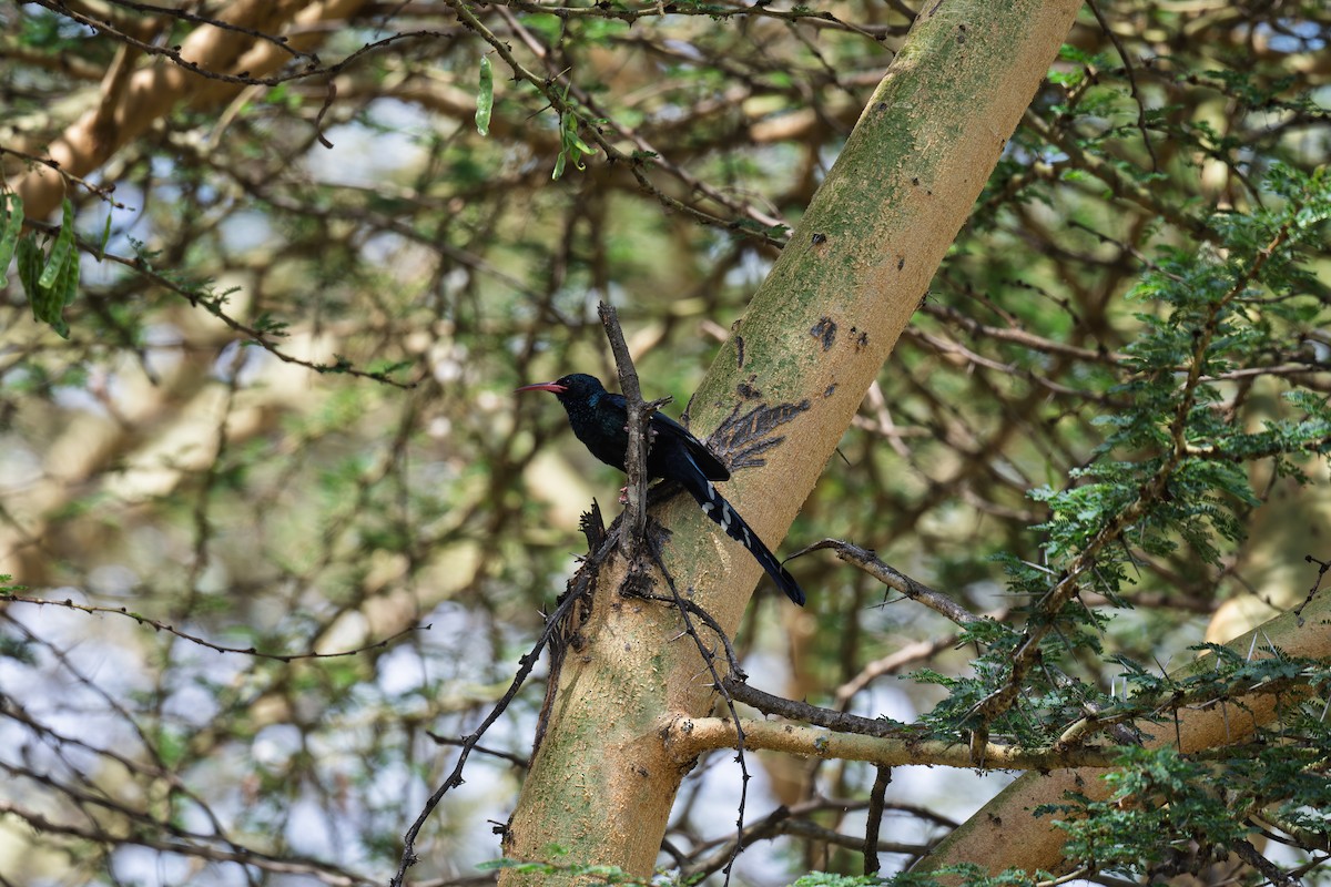 Green Woodhoopoe - ML650296545