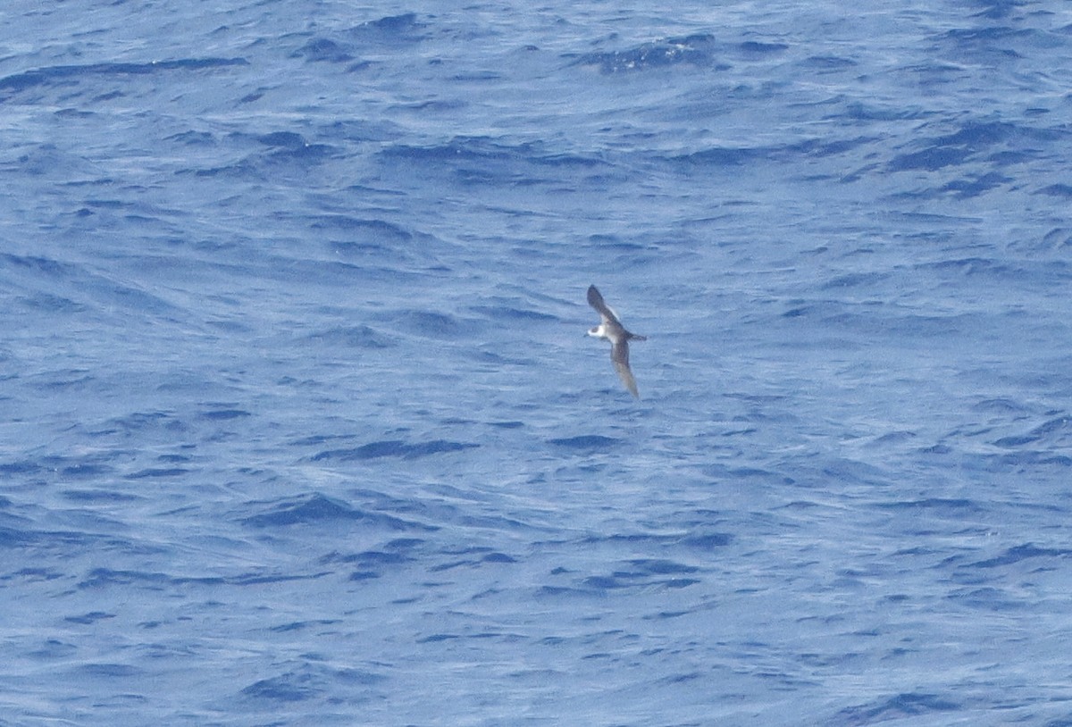 Pétrel à col blanc - ML650297411