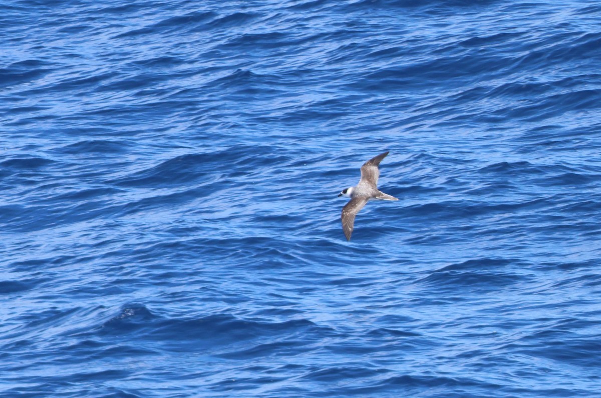 Pétrel à col blanc - ML650297520