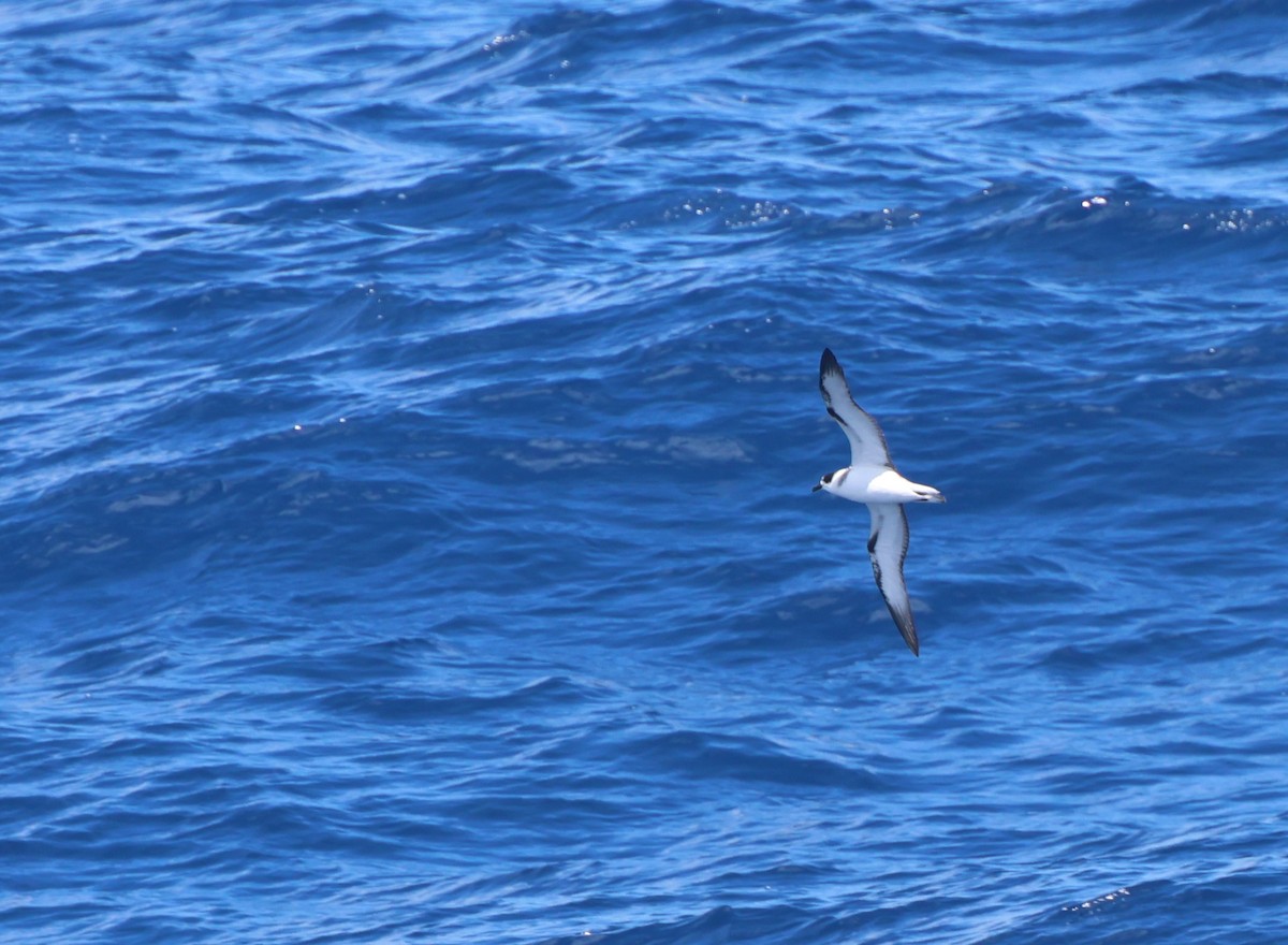 Pétrel à col blanc - ML650297521