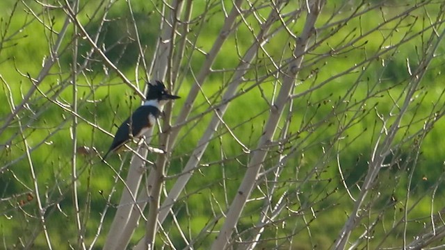 שלדג אמריקני - ML650297581