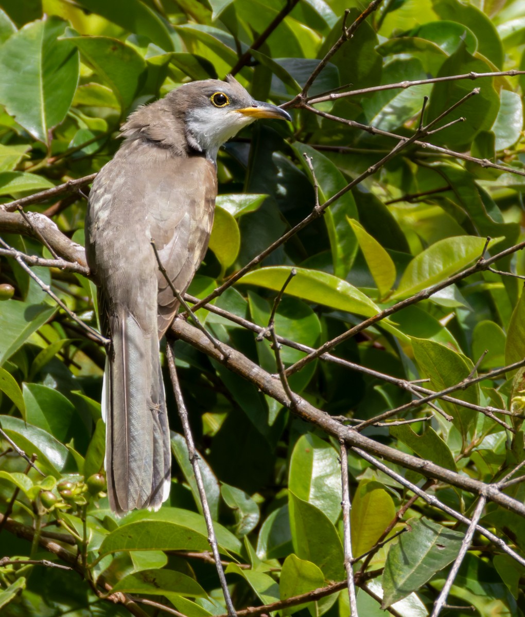 gulnebbgjøk - ML650297615