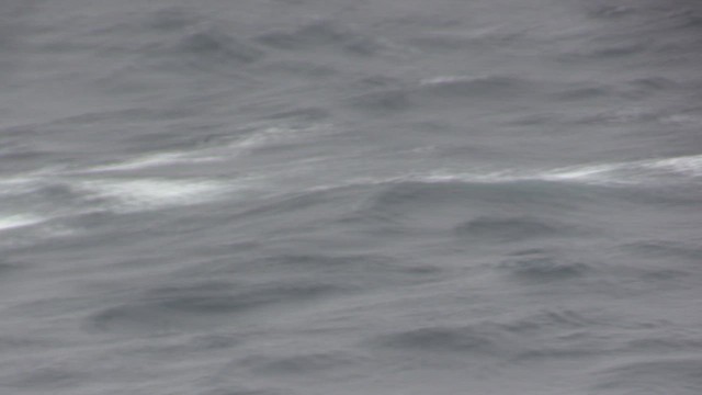 Albatros Picofino Atlántico - ML650297666