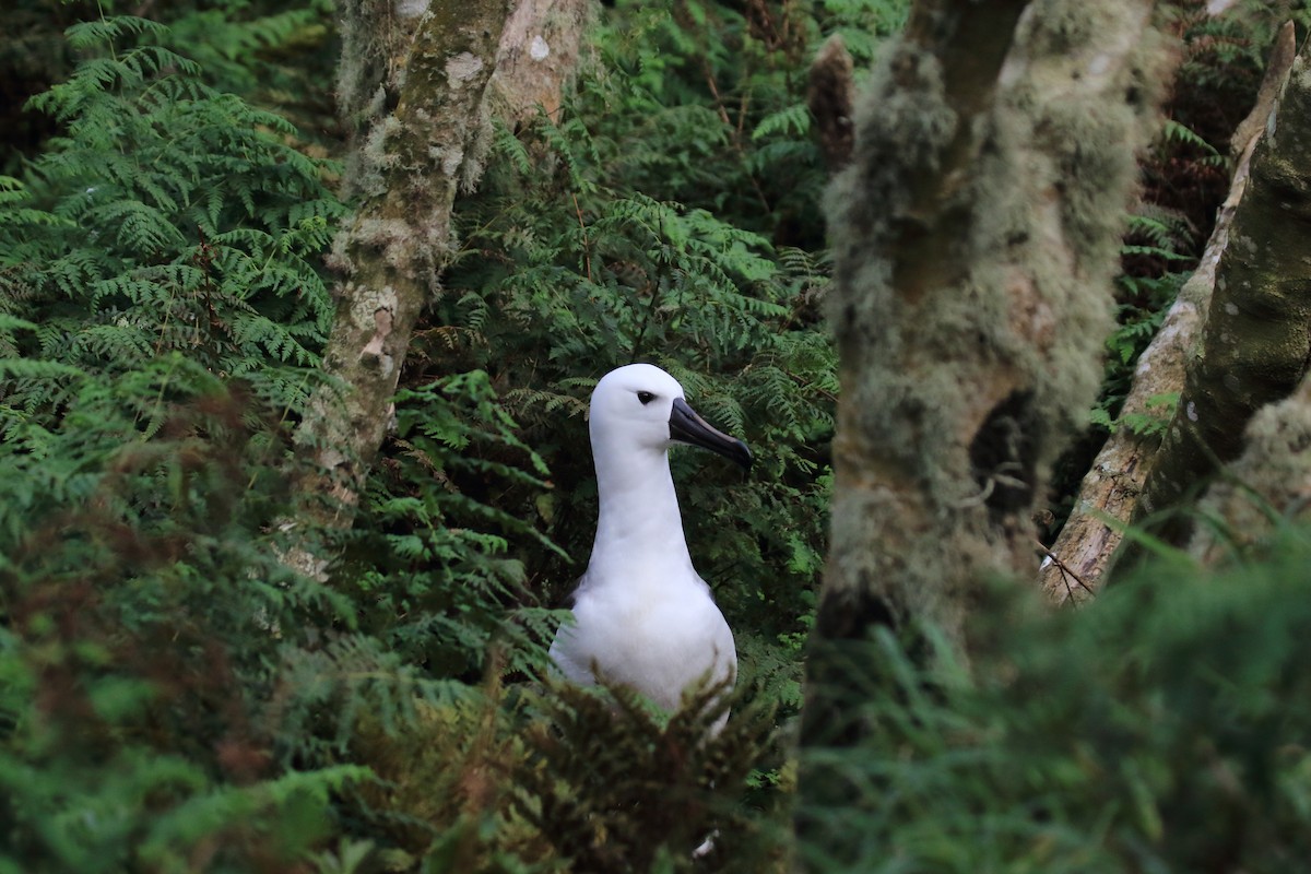 Albatros Picofino Atlántico - ML650297688