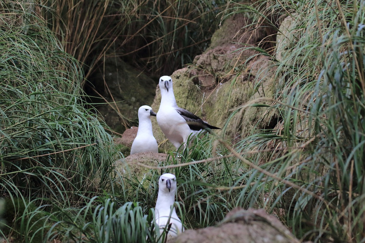 Albatros Picofino Atlántico - ML650297689