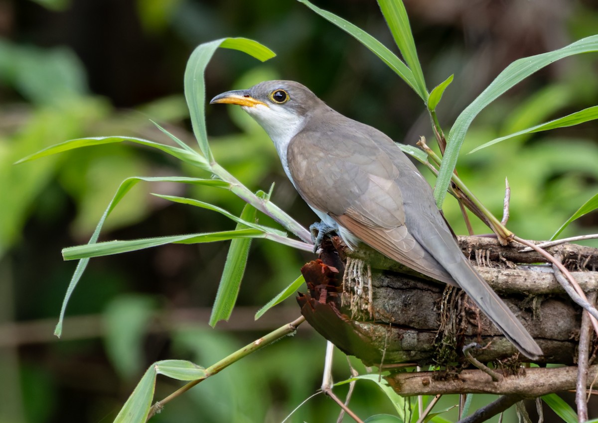 gulnebbgjøk - ML650297871