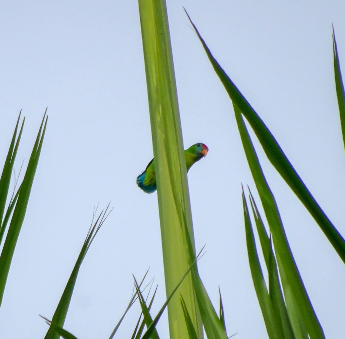 Philippinenpapageichen - ML650298218