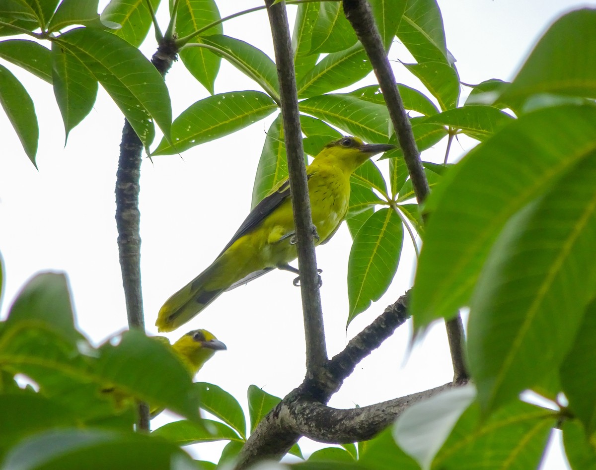 Schwarznackenpirol - ML650298228