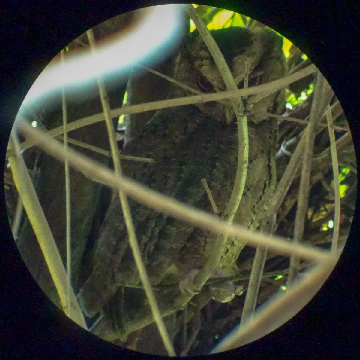 Philippinen-Zwergohreule - ML650298368