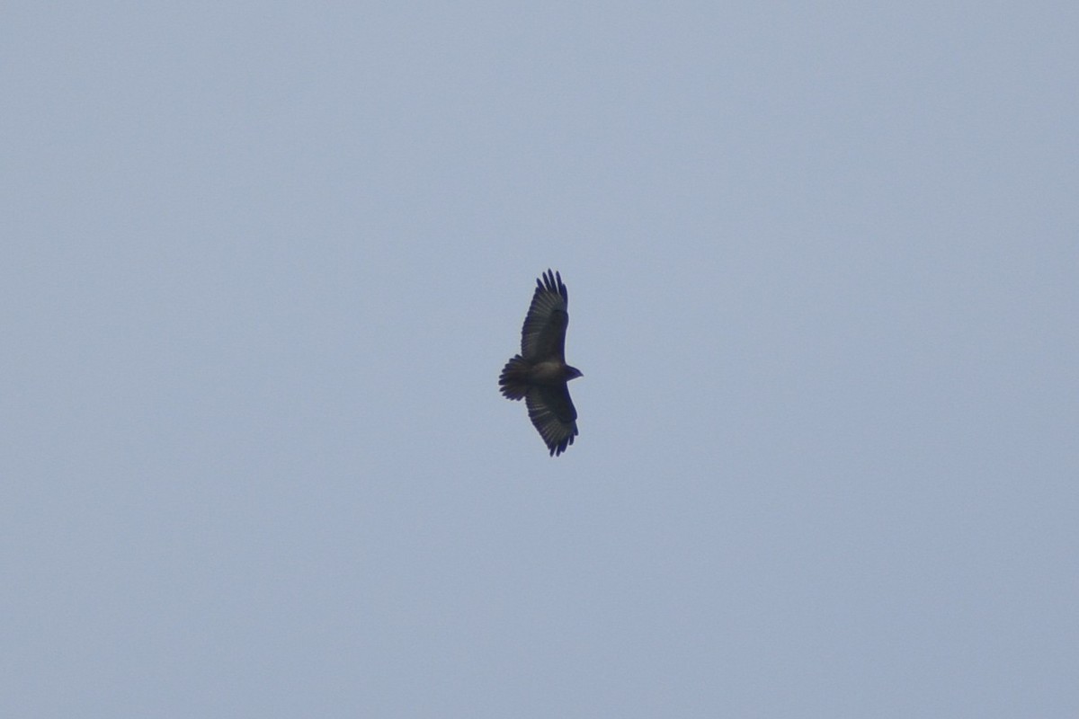 Скальный канюк - ML650298514