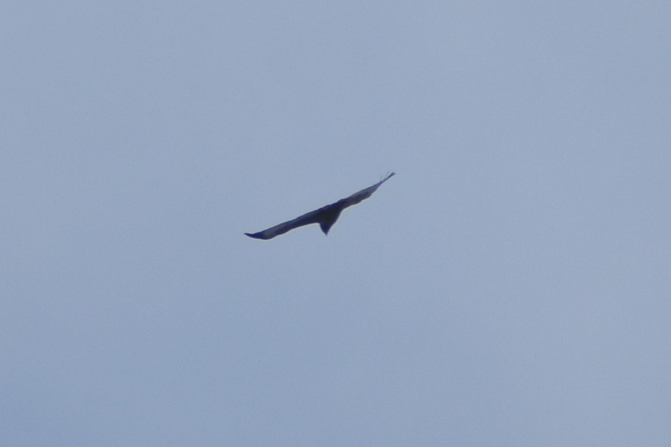 Скальный канюк - ML650298516