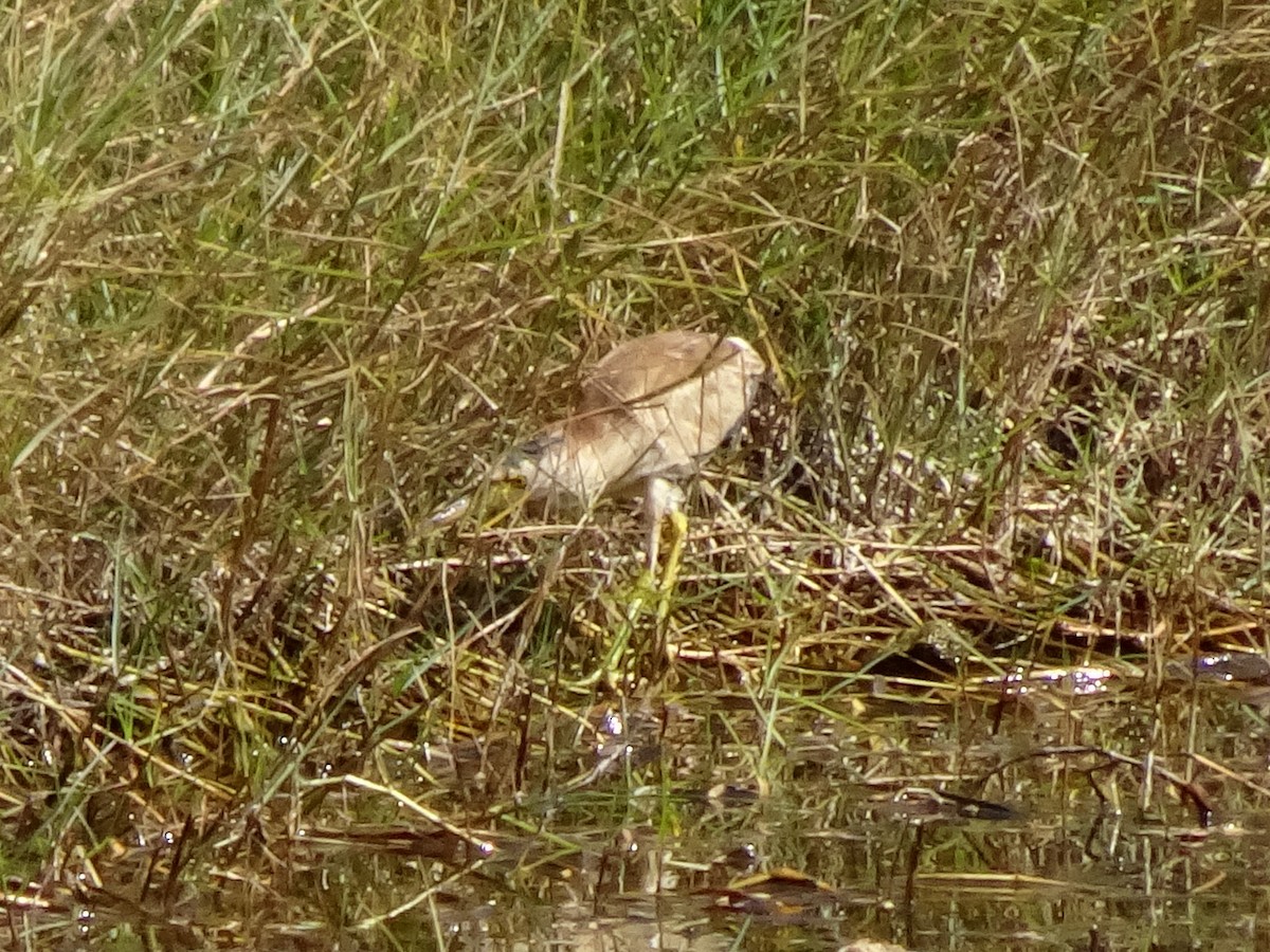 Chinadommel - ML650298584