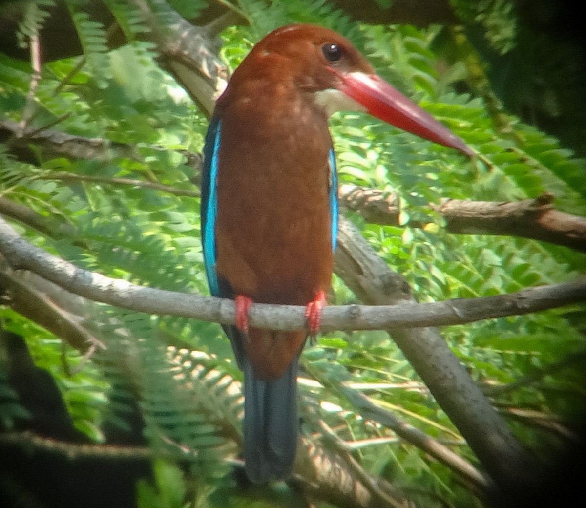 Braunbrustliest - ML650298612