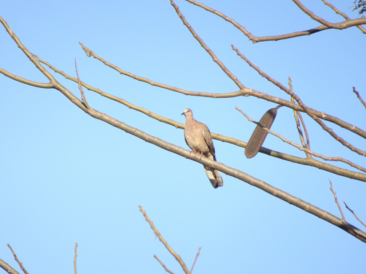 Perlhalstaube - ML650298626