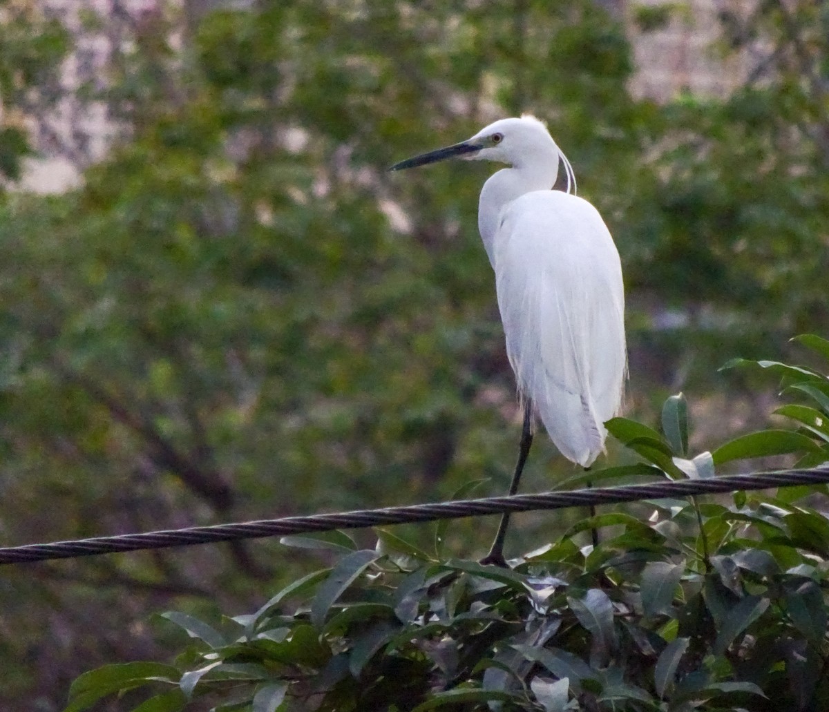 Seidenreiher - ML650298649