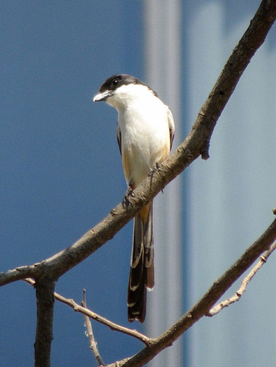 Schachwürger - ML650298664