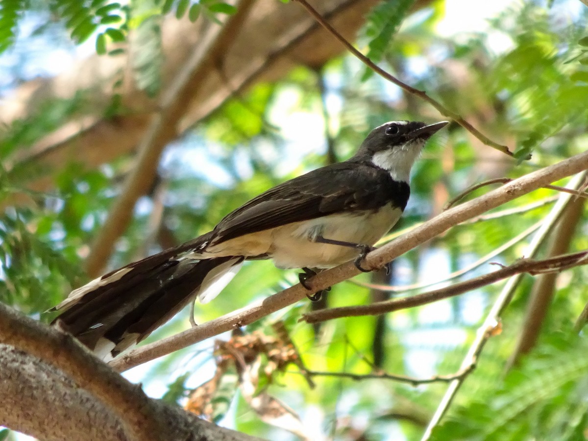 Philippinenfächerschwanz - ML650298686