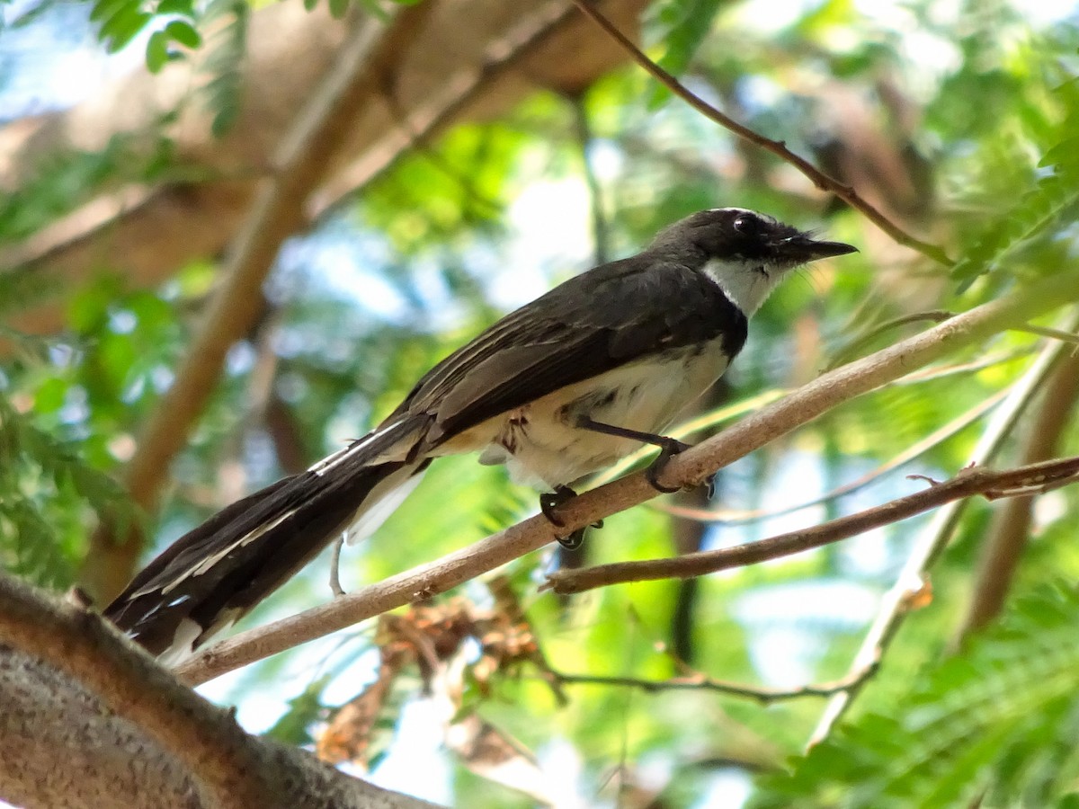 Philippinenfächerschwanz - ML650298687