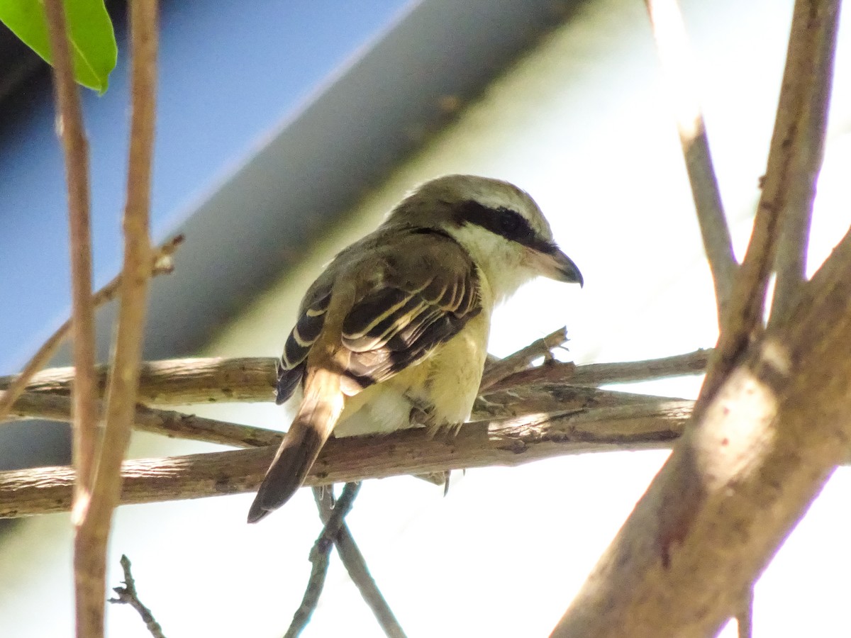 Braunwürger - ML650298712