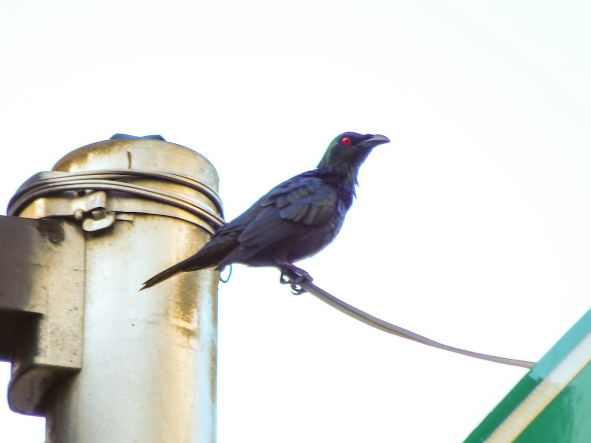 Malaienstar - ML650298739