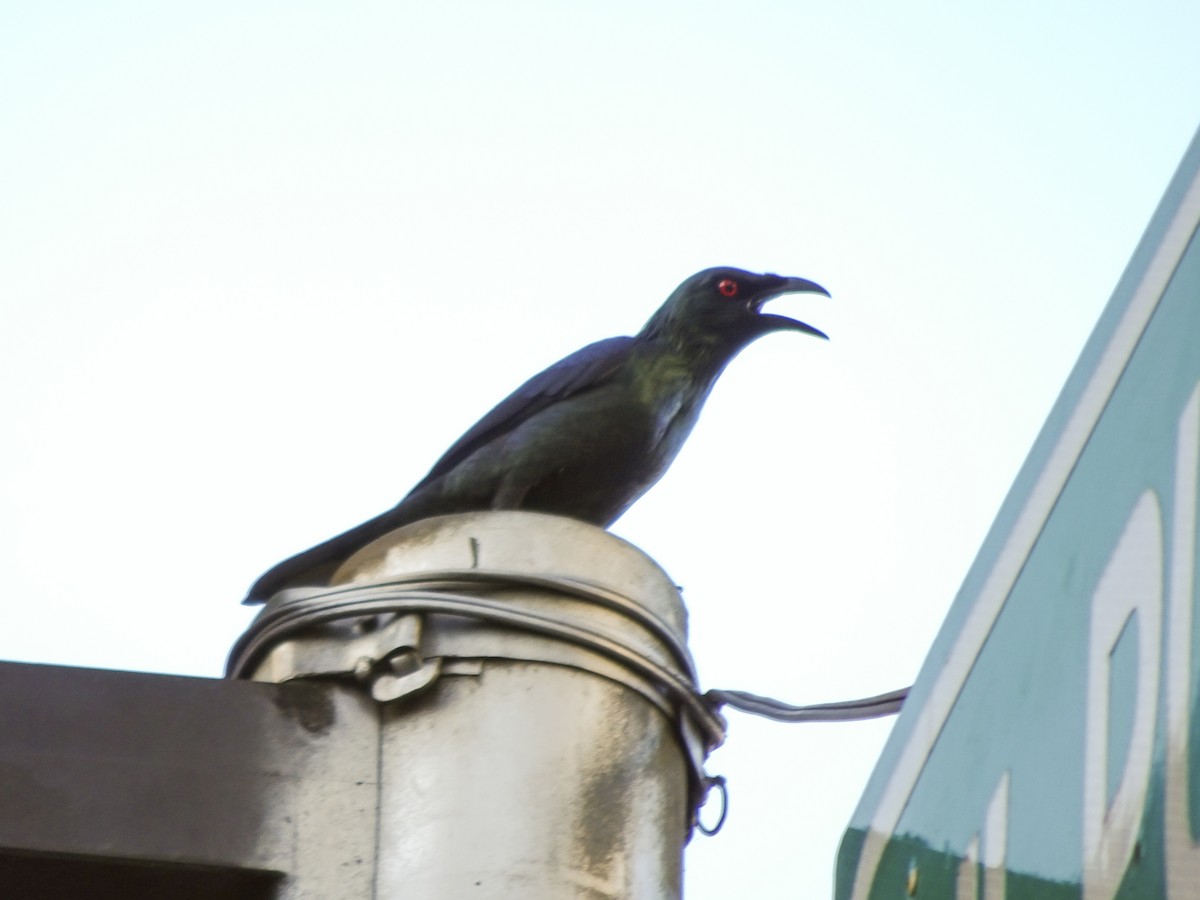 Malaienstar - ML650298740