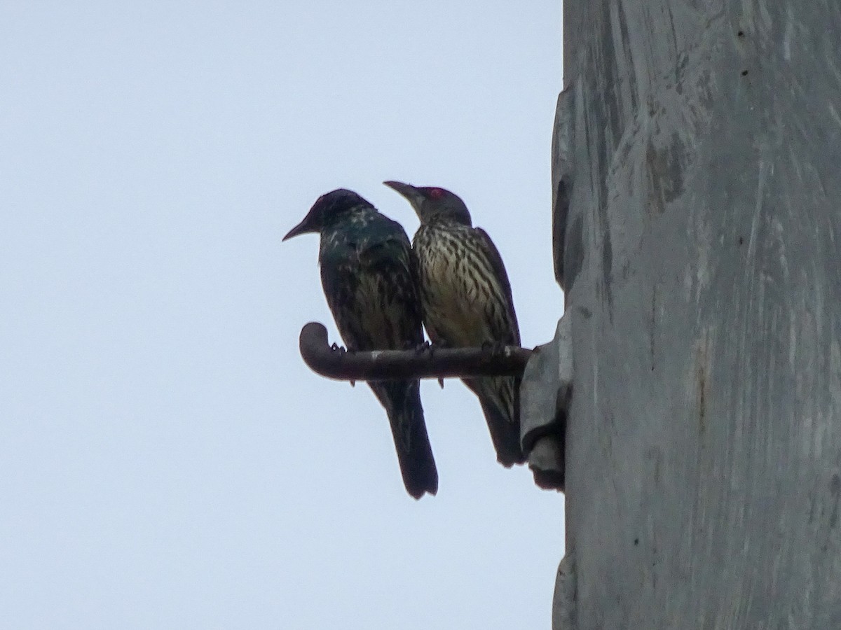 Malaienstar - ML650298743