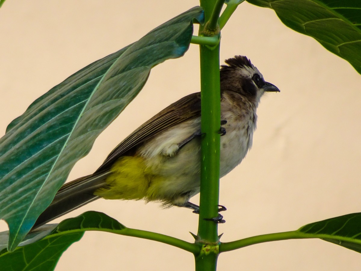 Schwarzzügelbülbül - ML650298752