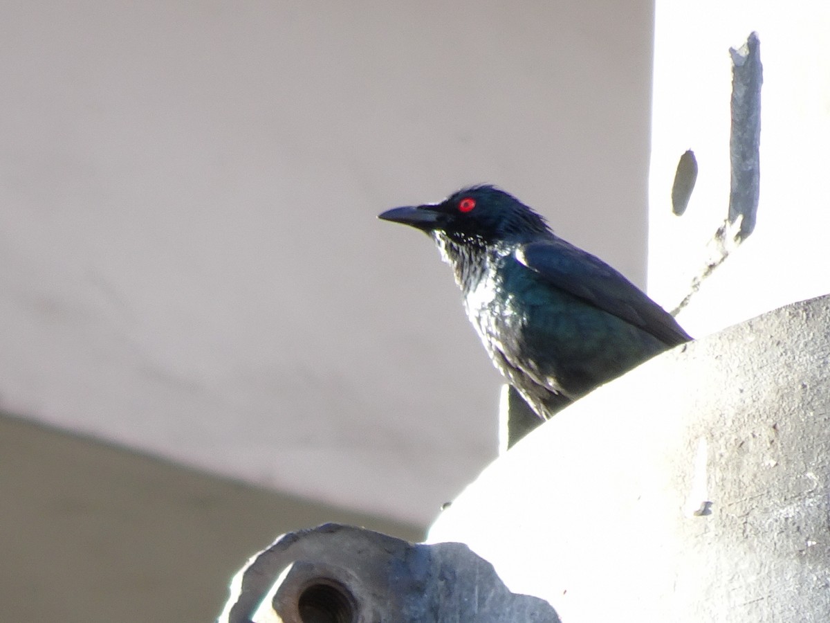 Malaienstar - ML650298760