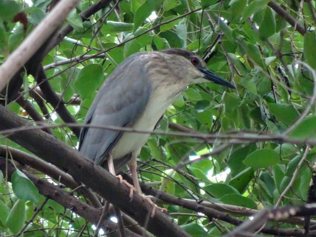 Nachtreiher - ML650298815