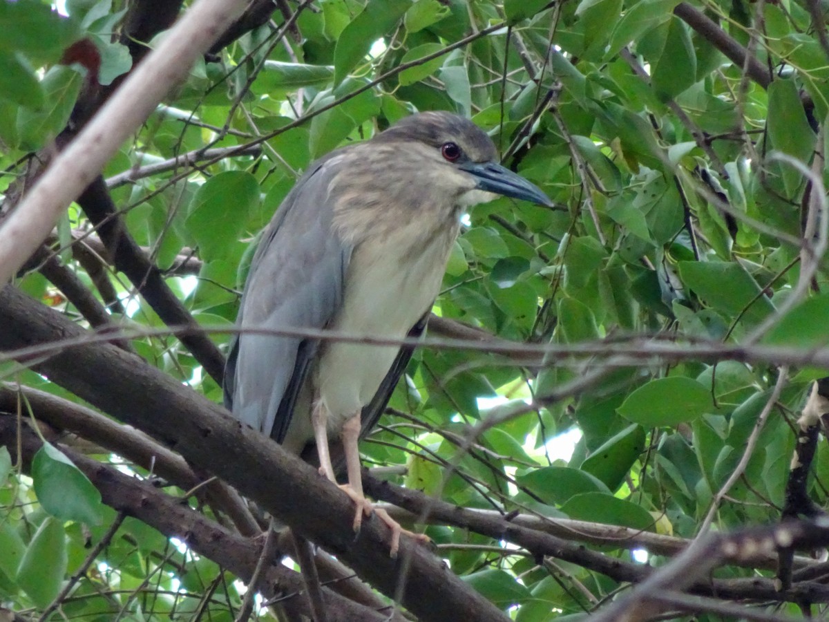 Nachtreiher - ML650298816