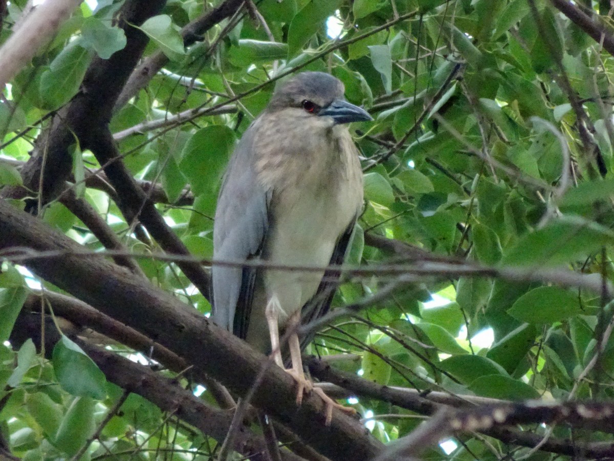 Nachtreiher - ML650298817