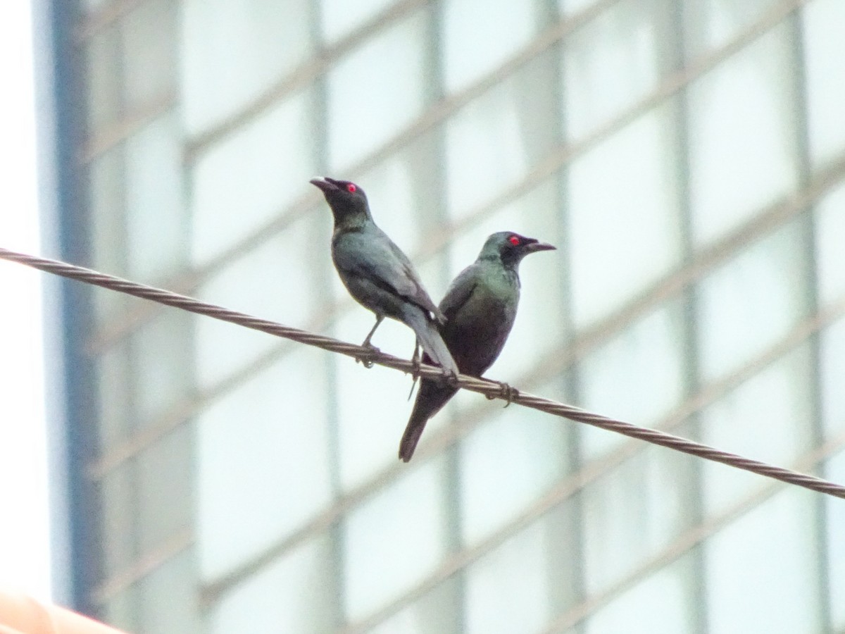 Malaienstar - ML650298835