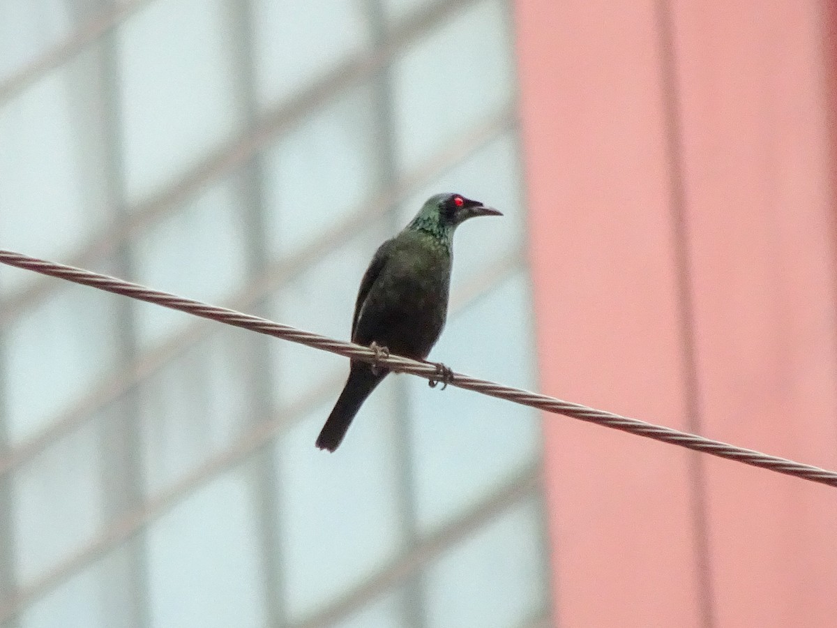 Malaienstar - ML650298836