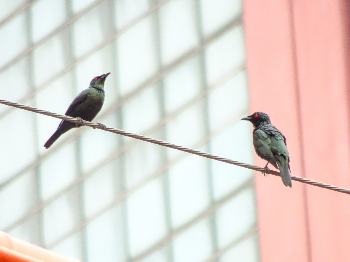 Malaienstar - ML650298838