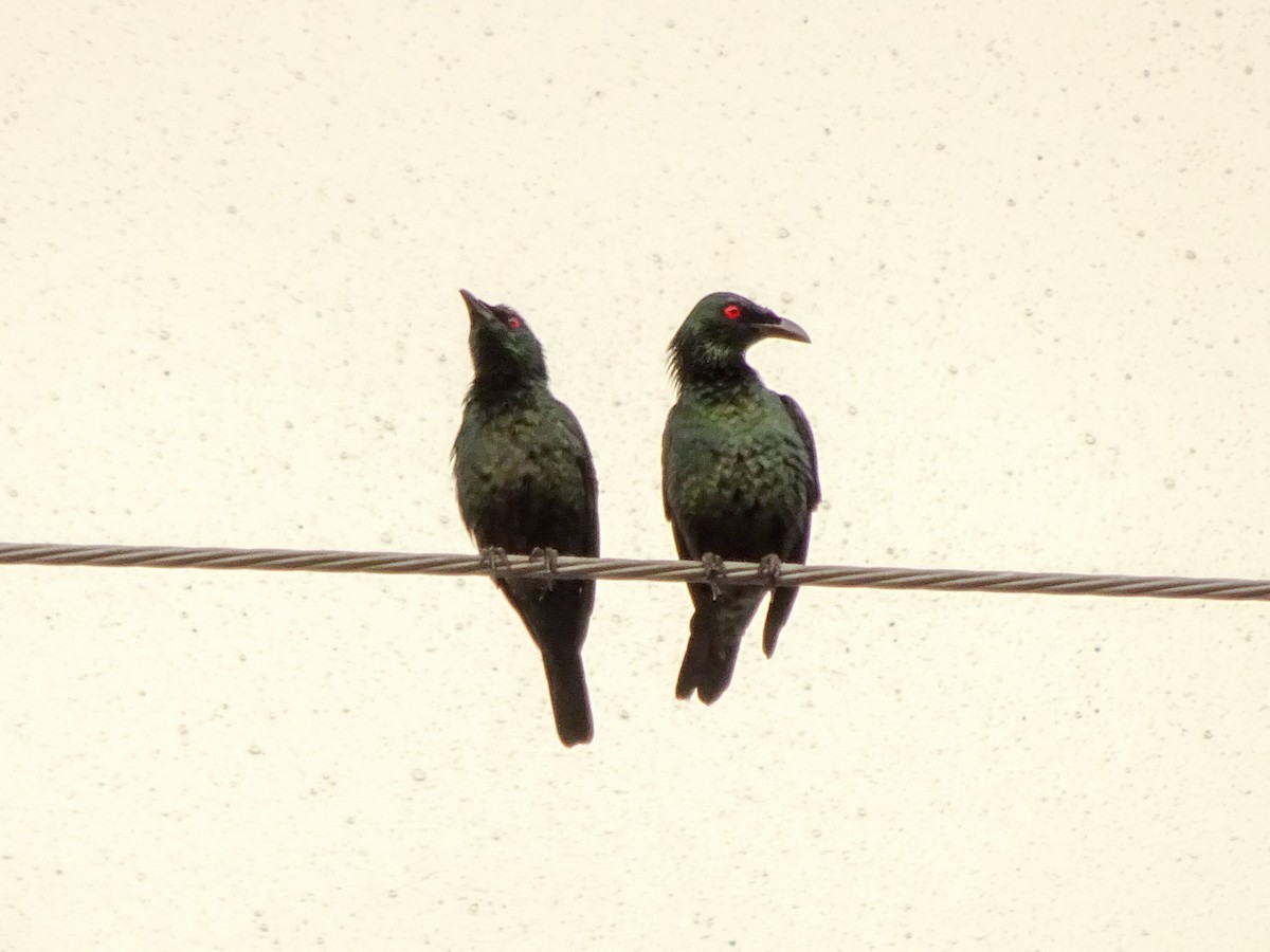 Malaienstar - ML650298868