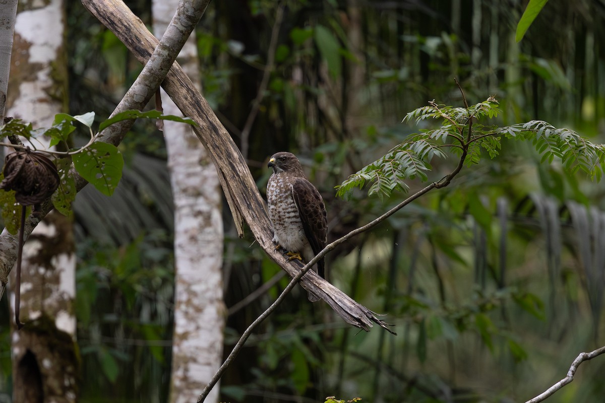 Busardo Aliancho - ML650299467