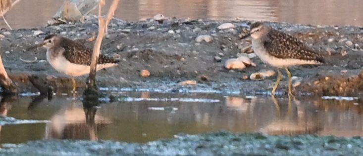 Фифи - ML650299697