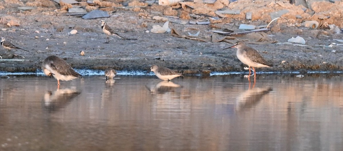 Щёголь - ML650299707