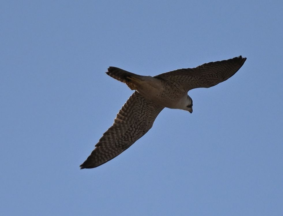 Сапсан (pelegrinoides) - ML650299739