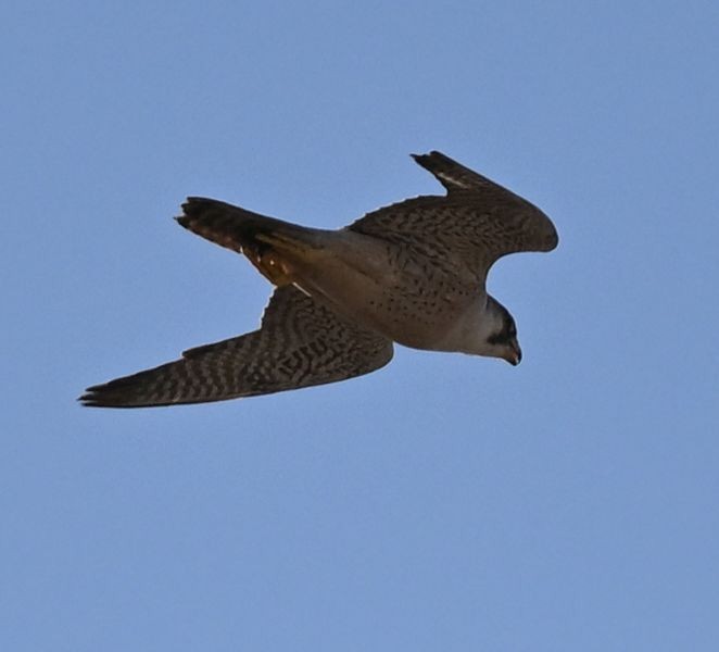 Сапсан (pelegrinoides) - ML650299740