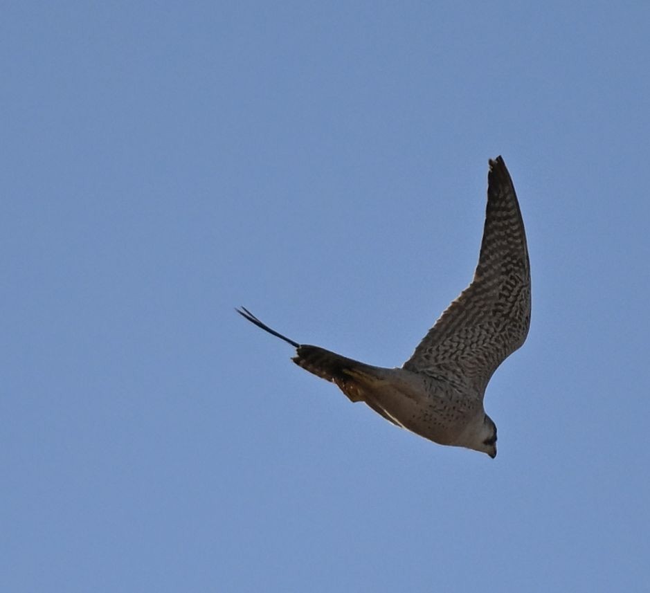 Сапсан (pelegrinoides) - ML650299741