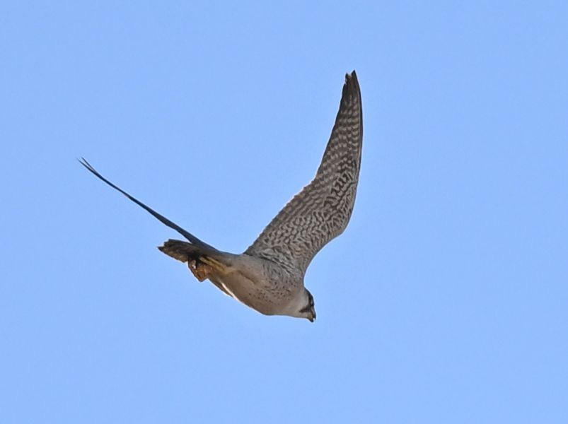 Сапсан (pelegrinoides) - ML650299742