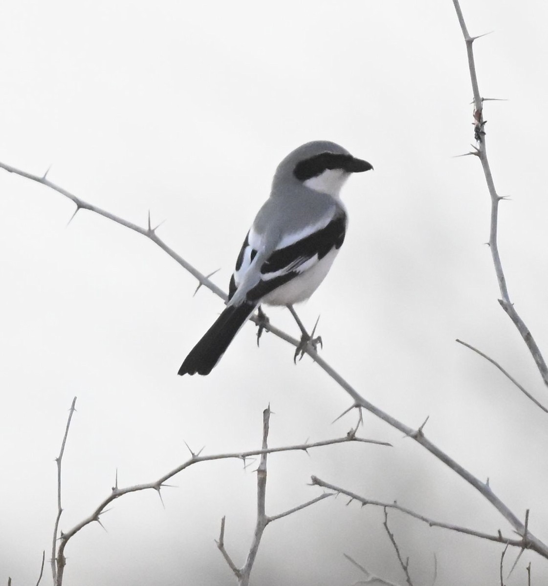 Серый сорокопут (группа elegans) - ML650300186