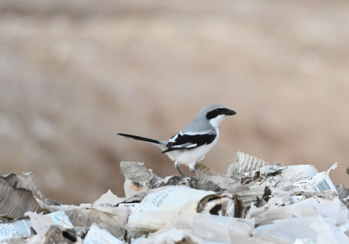 Серый сорокопут (группа elegans) - ML650300187