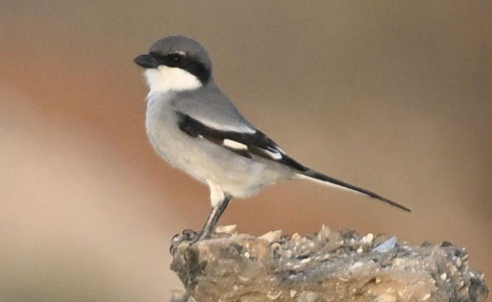 Серый сорокопут (группа elegans) - ML650300188