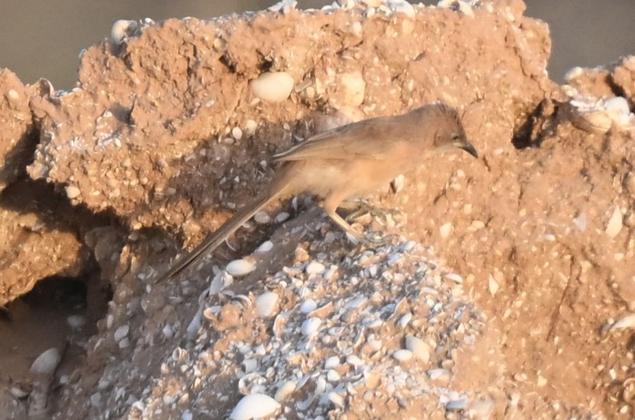 Сахарская дроздовка - ML650300214